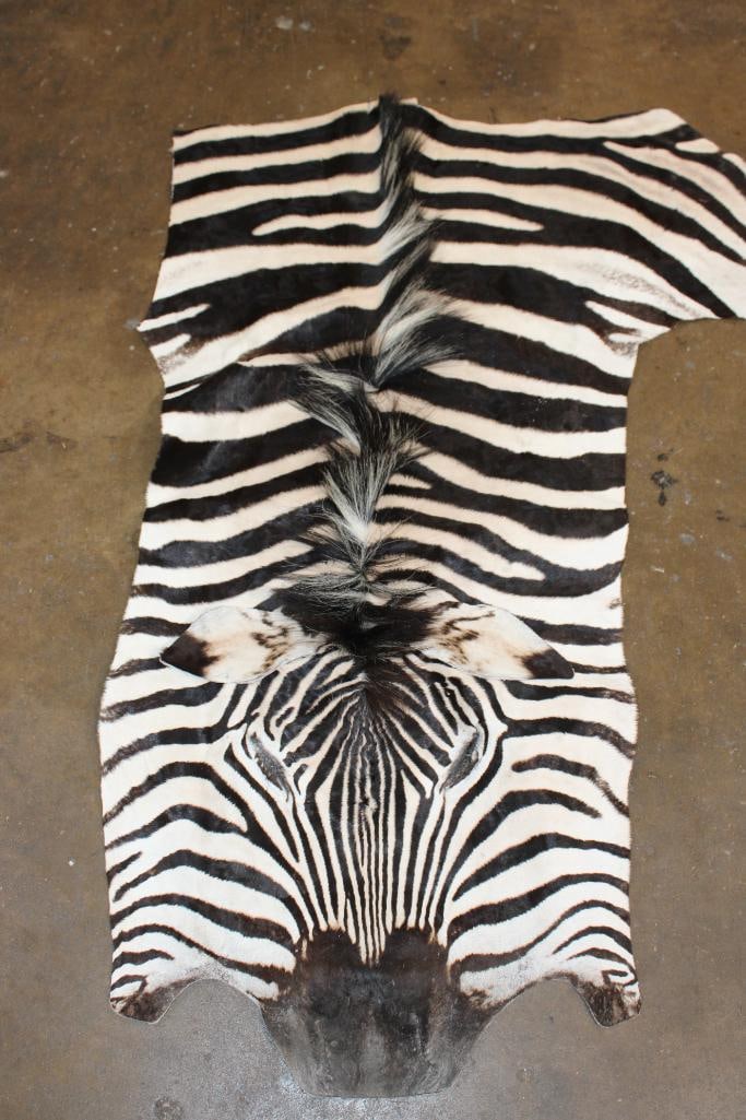 ZEBRA Head and Hide Section - 2