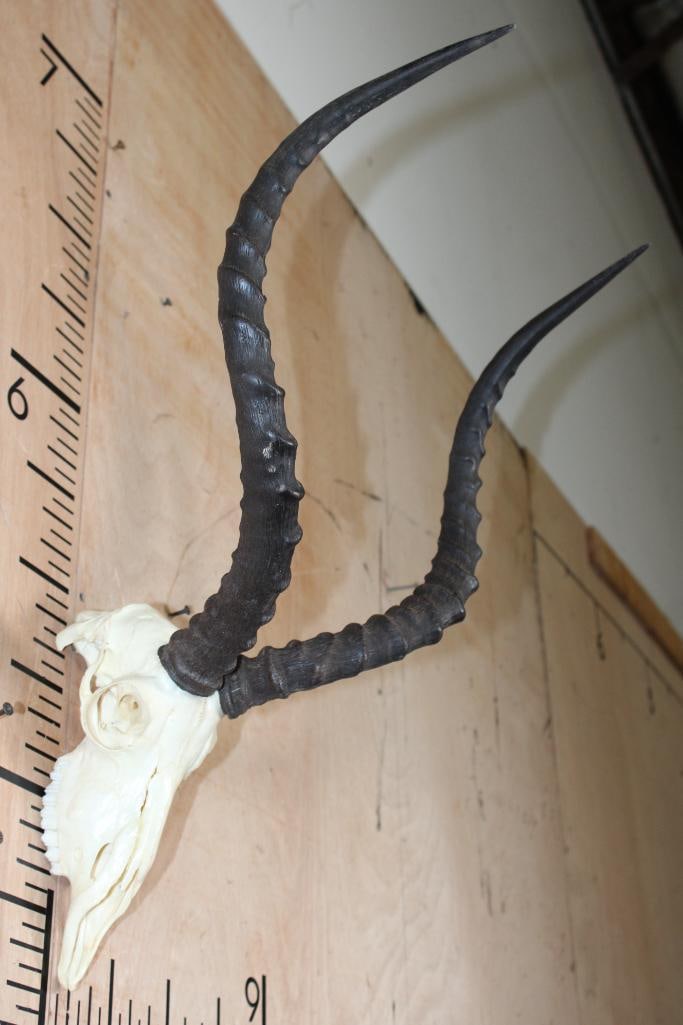 IMPALA Skull - 2
