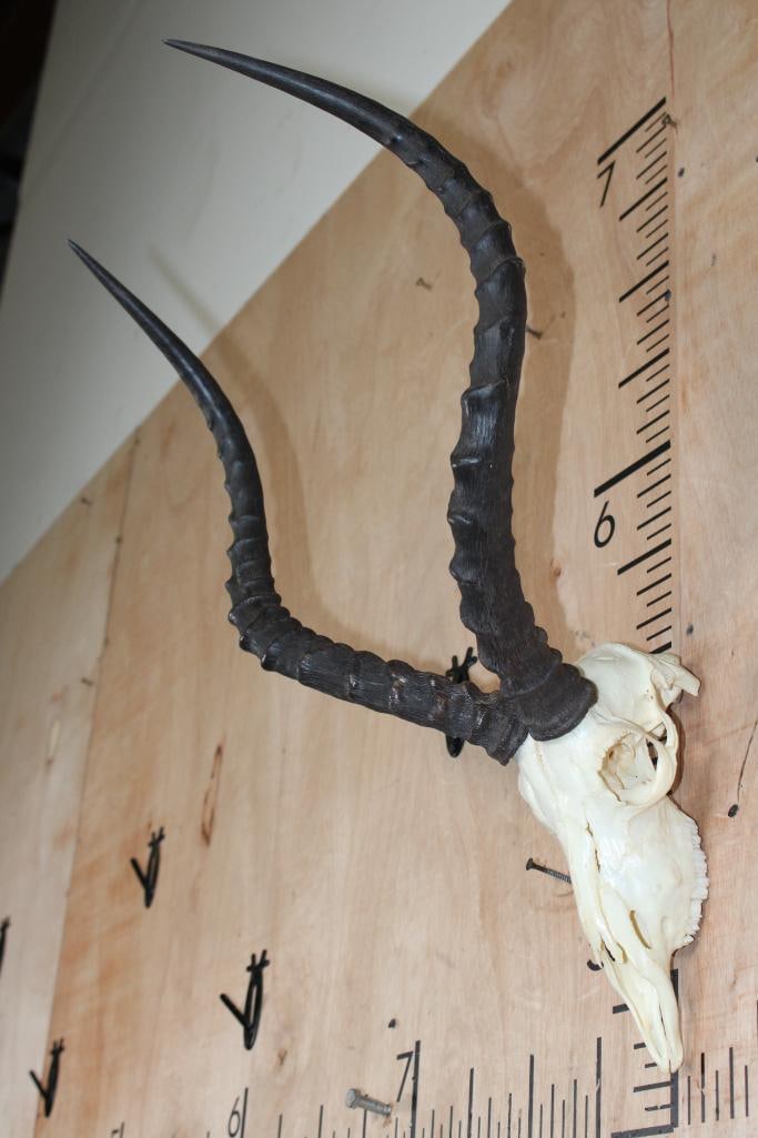 IMPALA Skull - 3