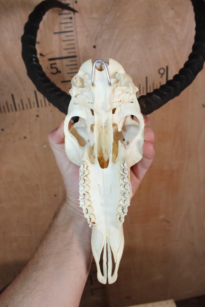 IMPALA Skull - 4