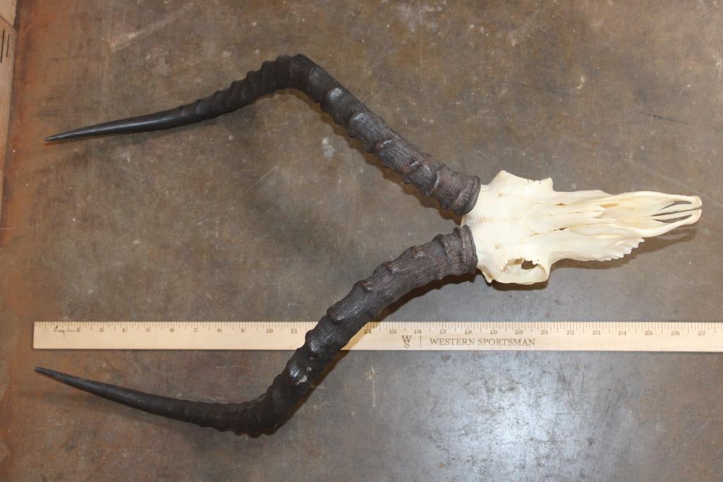 IMPALA Skull - 5