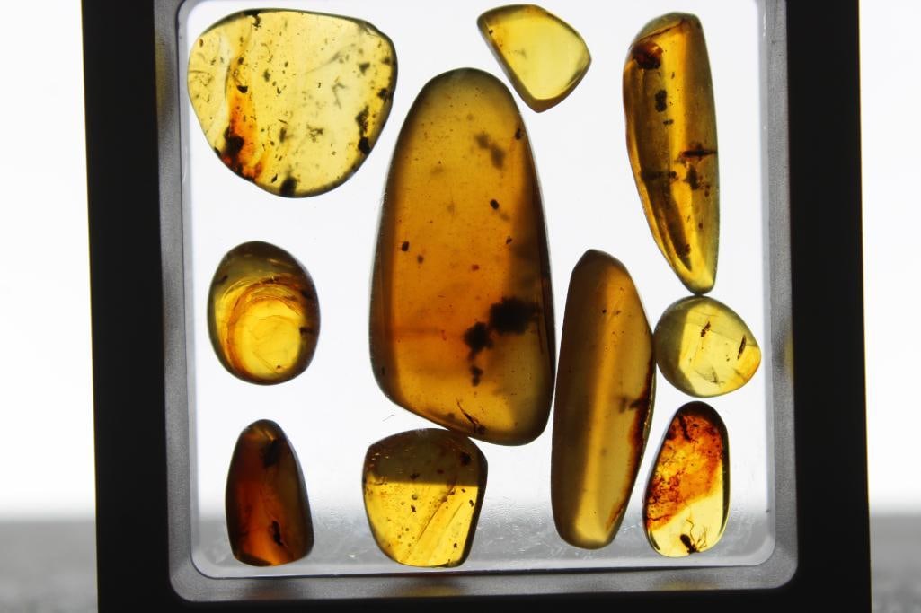 10 Pieces of Authentic Myanmar AMBER Fossil Specimens - 2