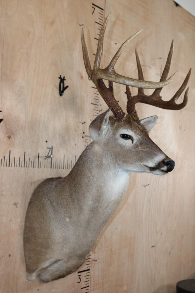 10-Point WHITETAIL DEER Shoulder Mount - 2