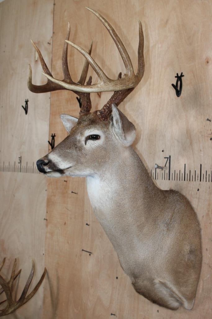 10-Point WHITETAIL DEER Shoulder Mount - 3