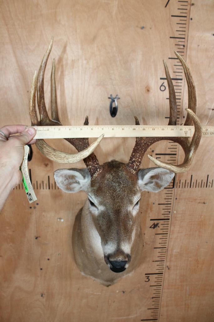 10-Point WHITETAIL DEER Shoulder Mount - 4