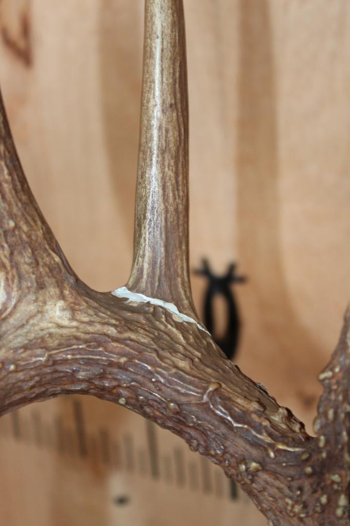 10-Point WHITETAIL DEER Shoulder Mount - 5