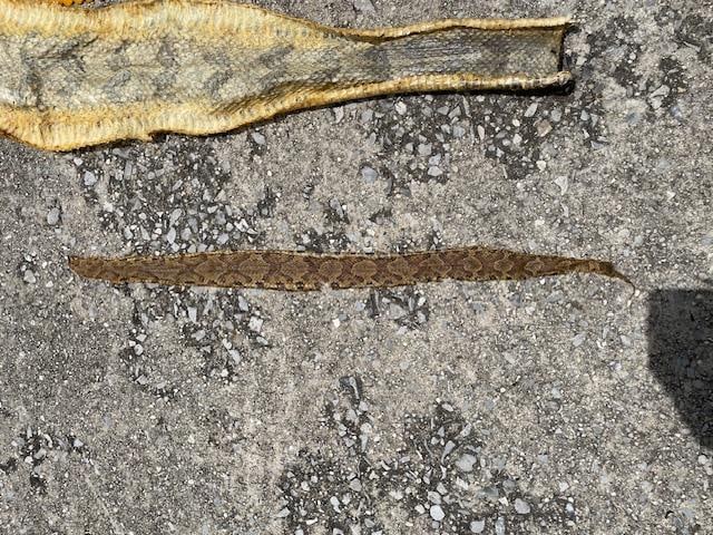 (2) RATTLESNAKE Skins or Hides and (1) COPPERHEAD SNAKE Skin or Hide - 7
