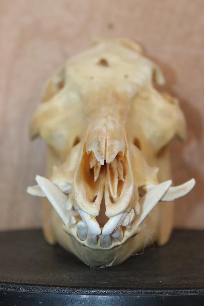 Wild HOG or BOAR Skull - 2