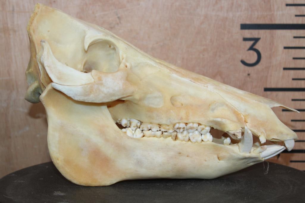 Wild HOG or BOAR Skull - 3