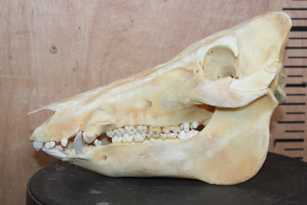 Wild HOG or BOAR Skull - 4