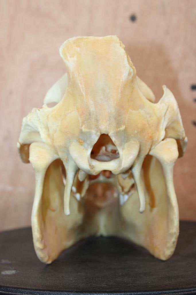 Wild HOG or BOAR Skull - 5
