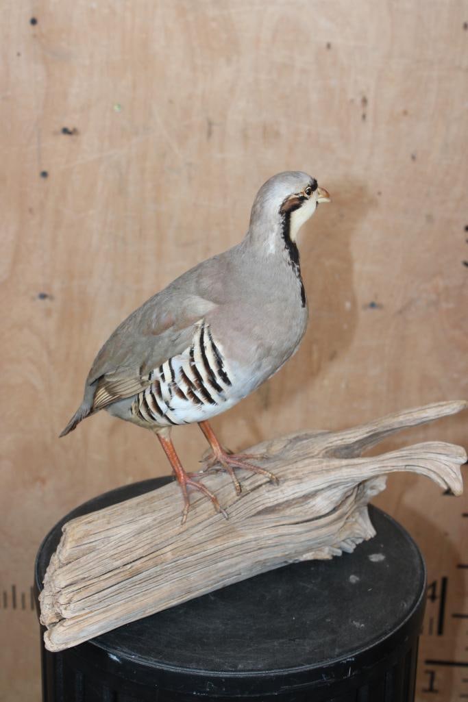 Life-sized CHUKAR Bird perched on a Driftwood Base - 2