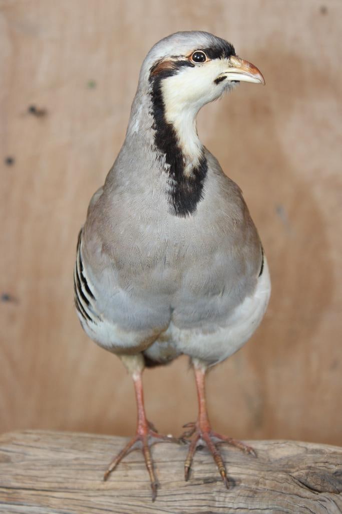 Life-sized CHUKAR Bird perched on a Driftwood Base - 3