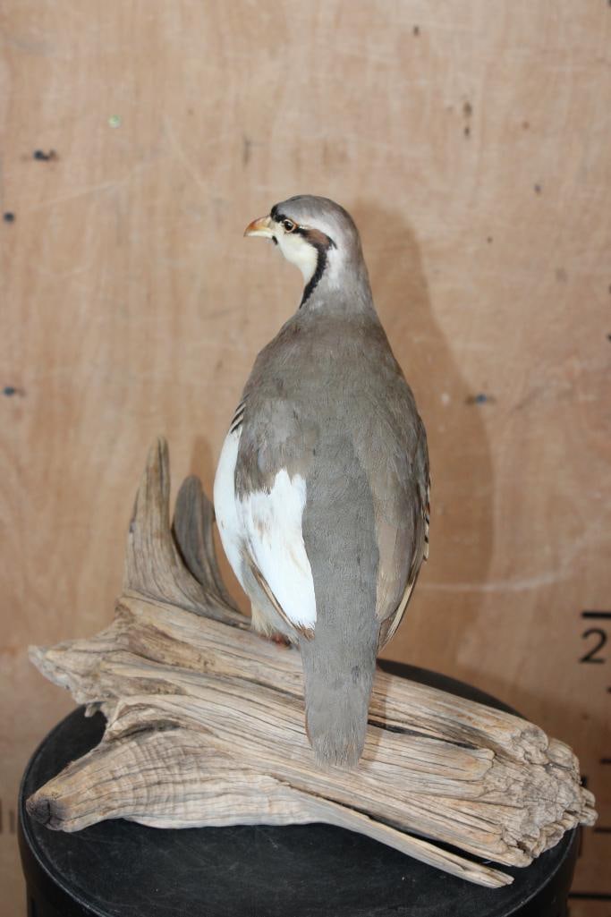 Life-sized CHUKAR Bird perched on a Driftwood Base - 4