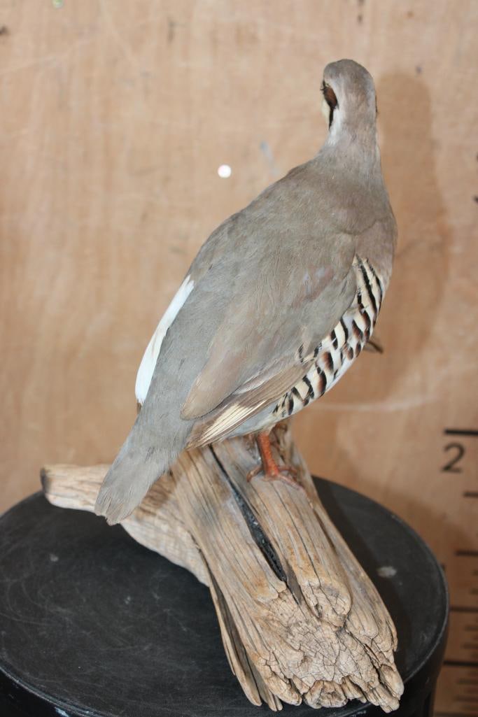 Life-sized CHUKAR Bird perched on a Driftwood Base - 5