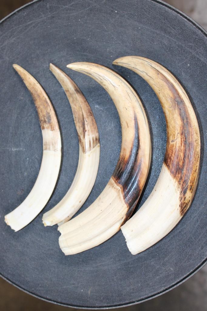 Big Set of (4) WARTHOG Tusks - 2