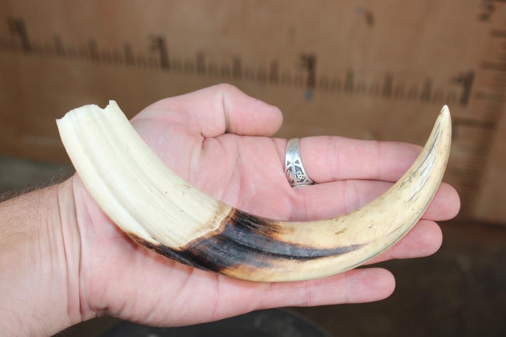 Big Set of (4) WARTHOG Tusks - 3