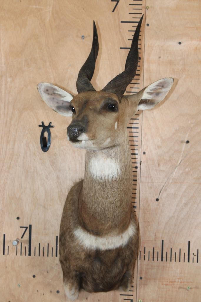 BUSHBUCK Shoulder Mount - 2