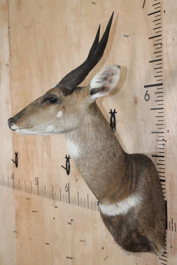 BUSHBUCK Shoulder Mount - 3