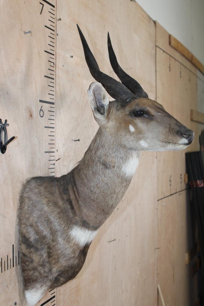 BUSHBUCK Shoulder Mount - 4