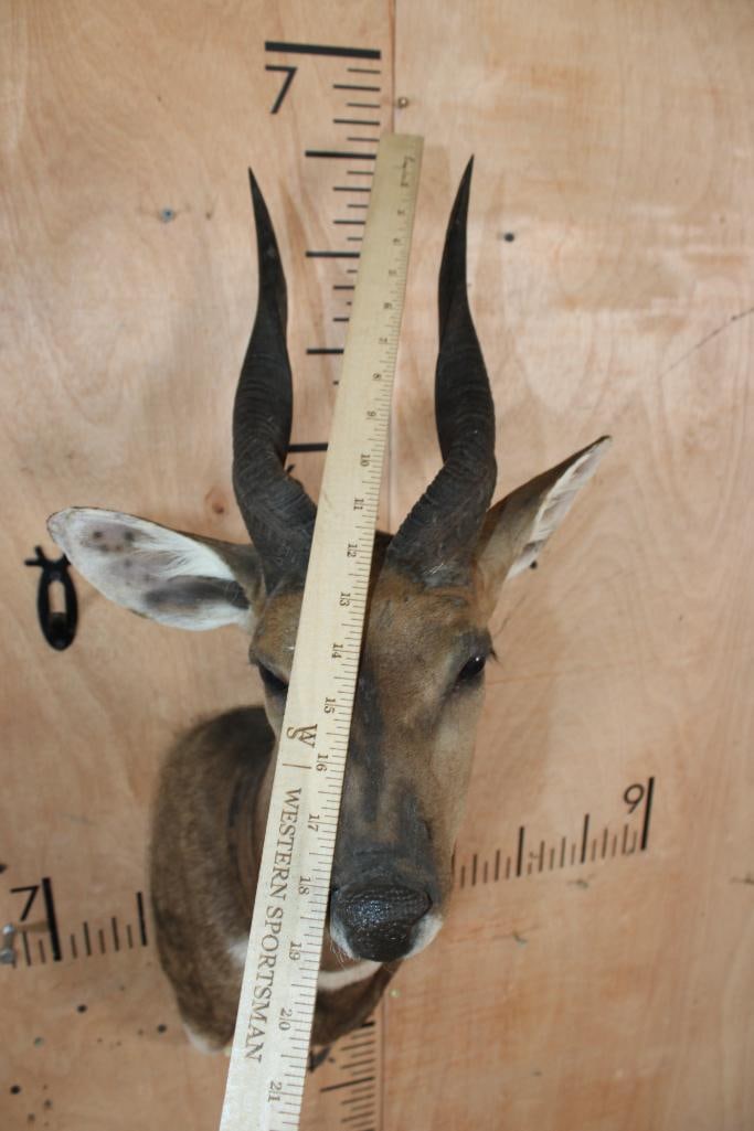 BUSHBUCK Shoulder Mount - 5