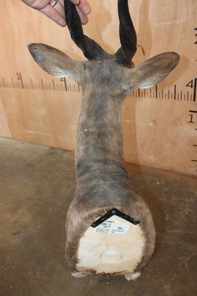 BUSHBUCK Shoulder Mount - 6