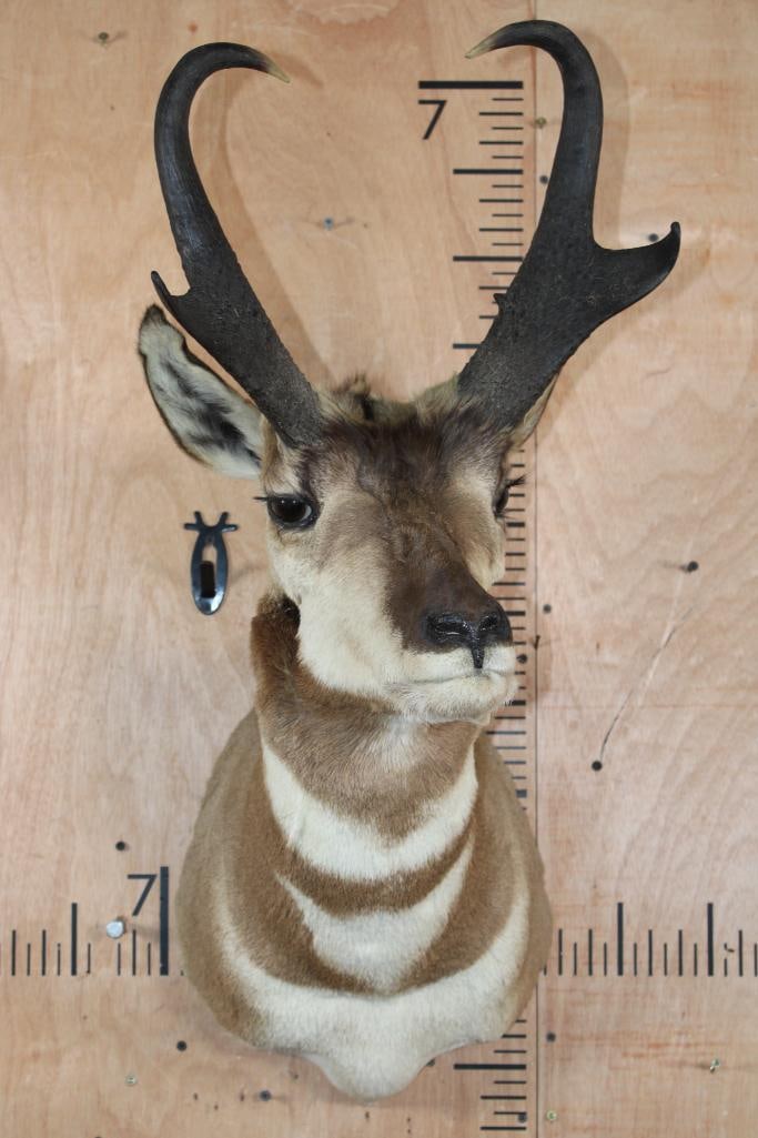 PRONGHORN Shoulder Mount - 2