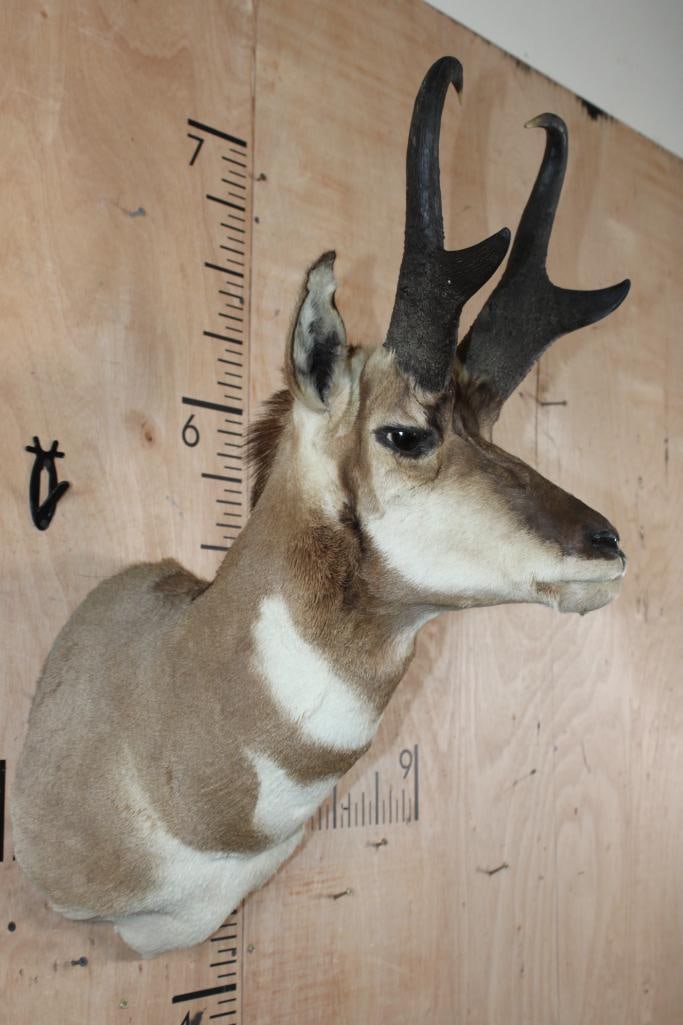 PRONGHORN Shoulder Mount - 3
