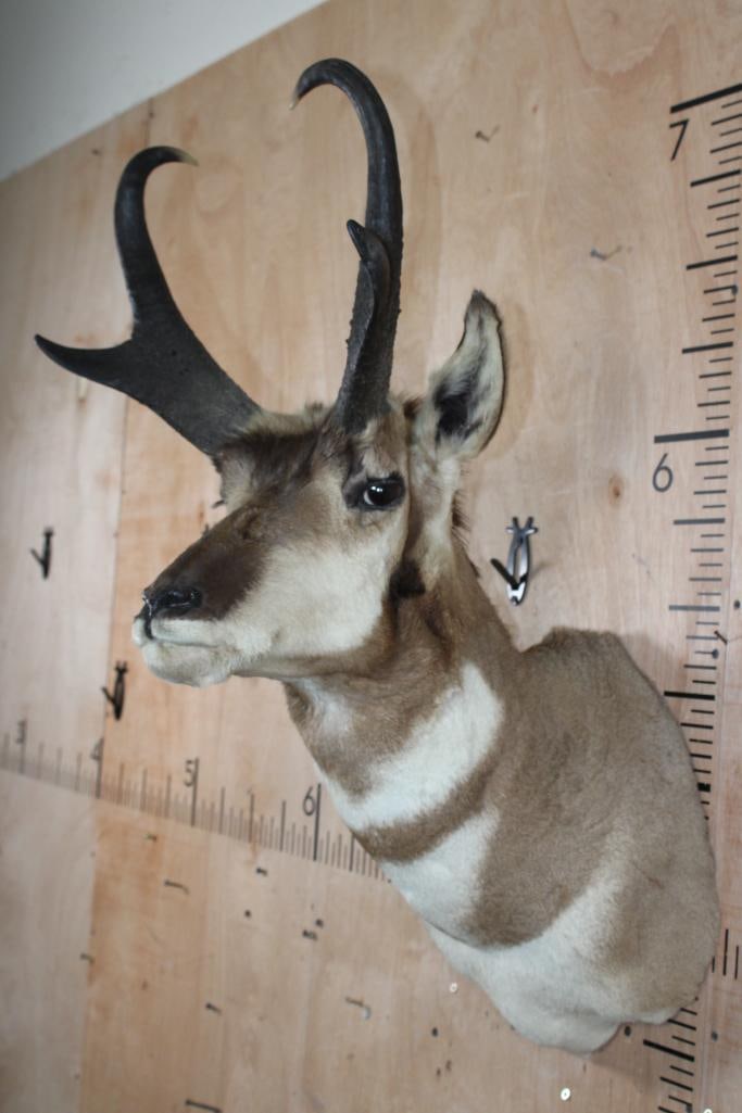 PRONGHORN Shoulder Mount - 4