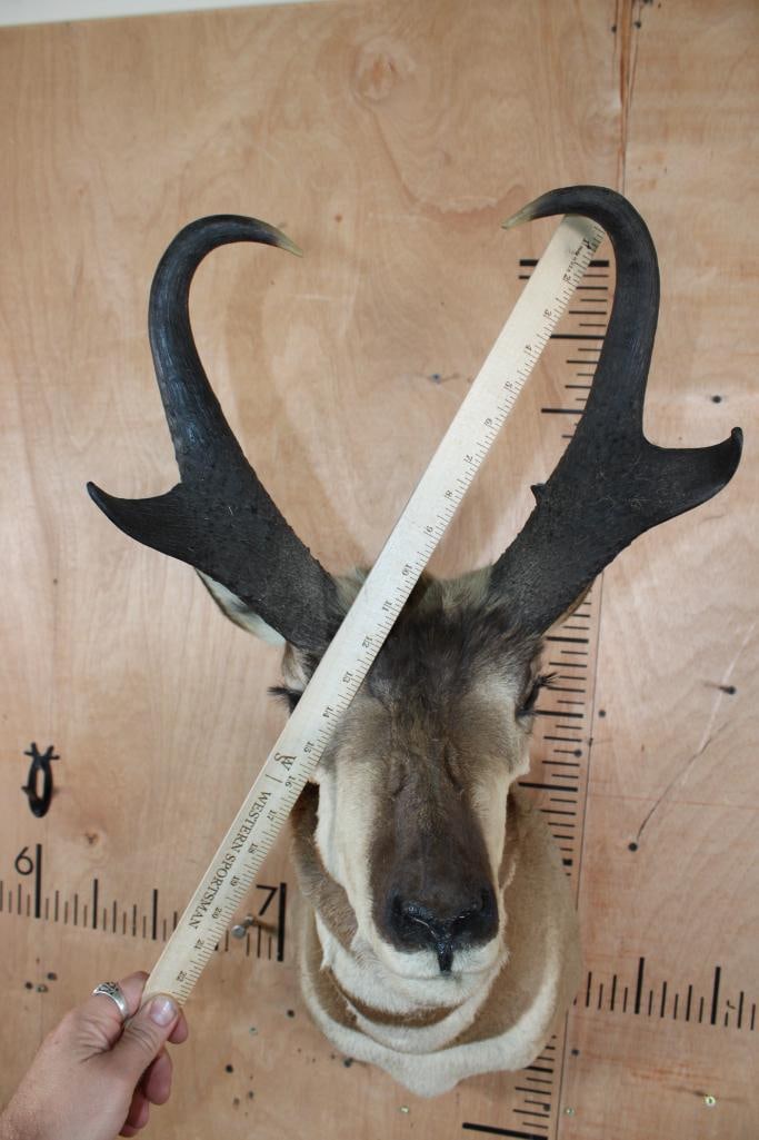 PRONGHORN Shoulder Mount - 5