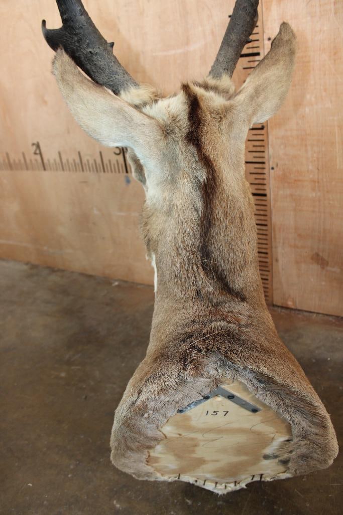 PRONGHORN Shoulder Mount - 6