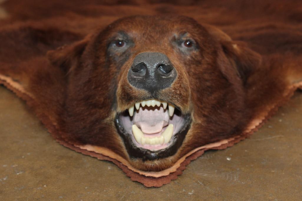 XXL Cinnamon Phase BLACK BEAR Rug with its Mounted Head - 2