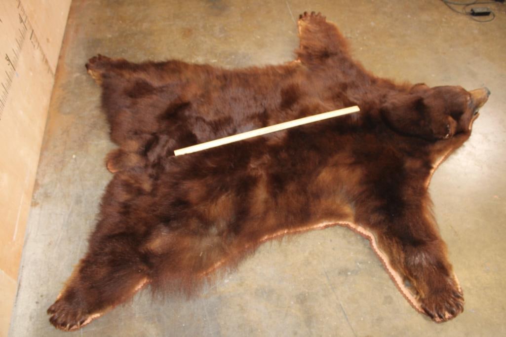 XXL Cinnamon Phase BLACK BEAR Rug with its Mounted Head - 3