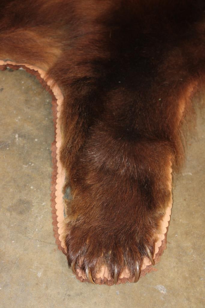 XXL Cinnamon Phase BLACK BEAR Rug with its Mounted Head - 4