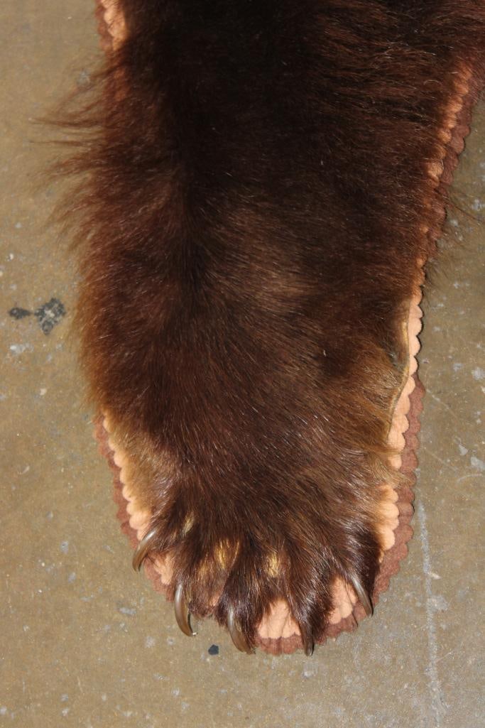XXL Cinnamon Phase BLACK BEAR Rug with its Mounted Head - 5