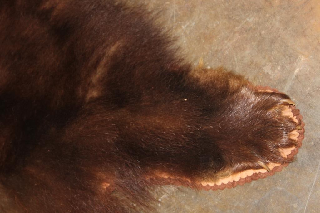XXL Cinnamon Phase BLACK BEAR Rug with its Mounted Head - 6