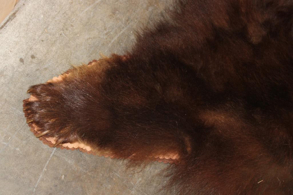 XXL Cinnamon Phase BLACK BEAR Rug with its Mounted Head - 7