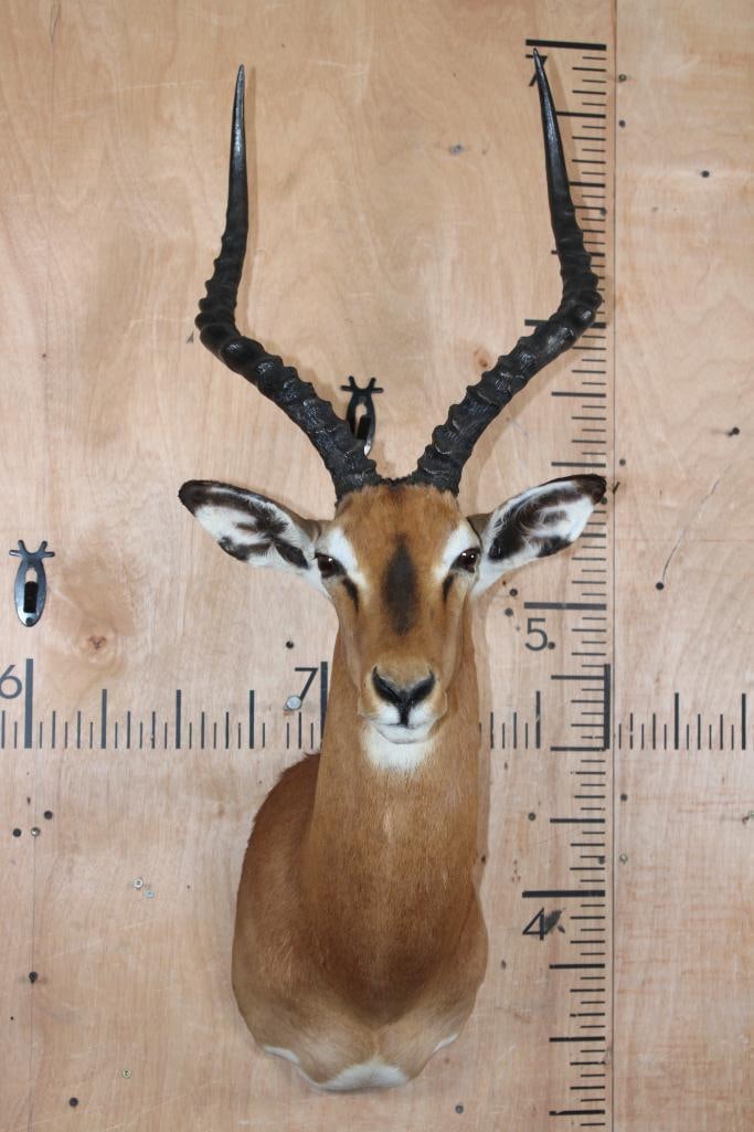 IMPALA Shoulder Mount - 2
