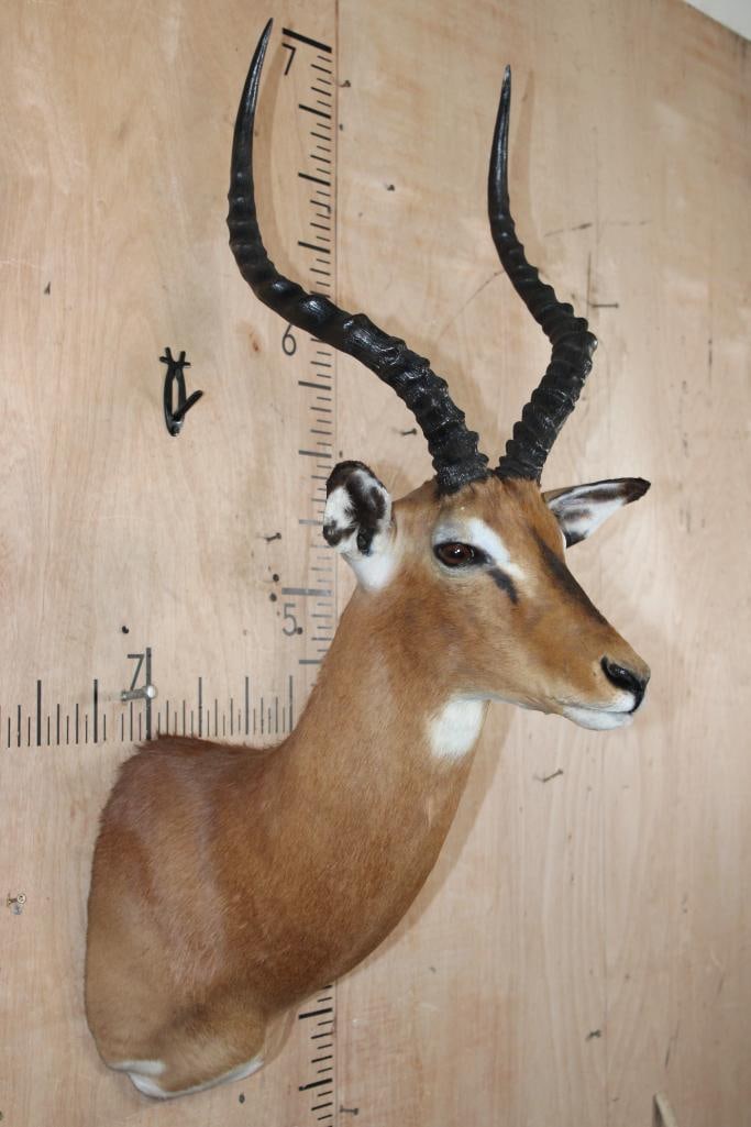 IMPALA Shoulder Mount - 3