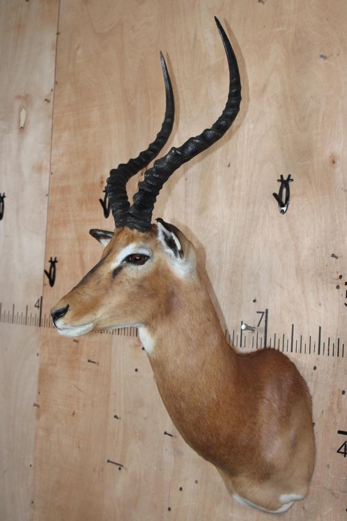 IMPALA Shoulder Mount - 4