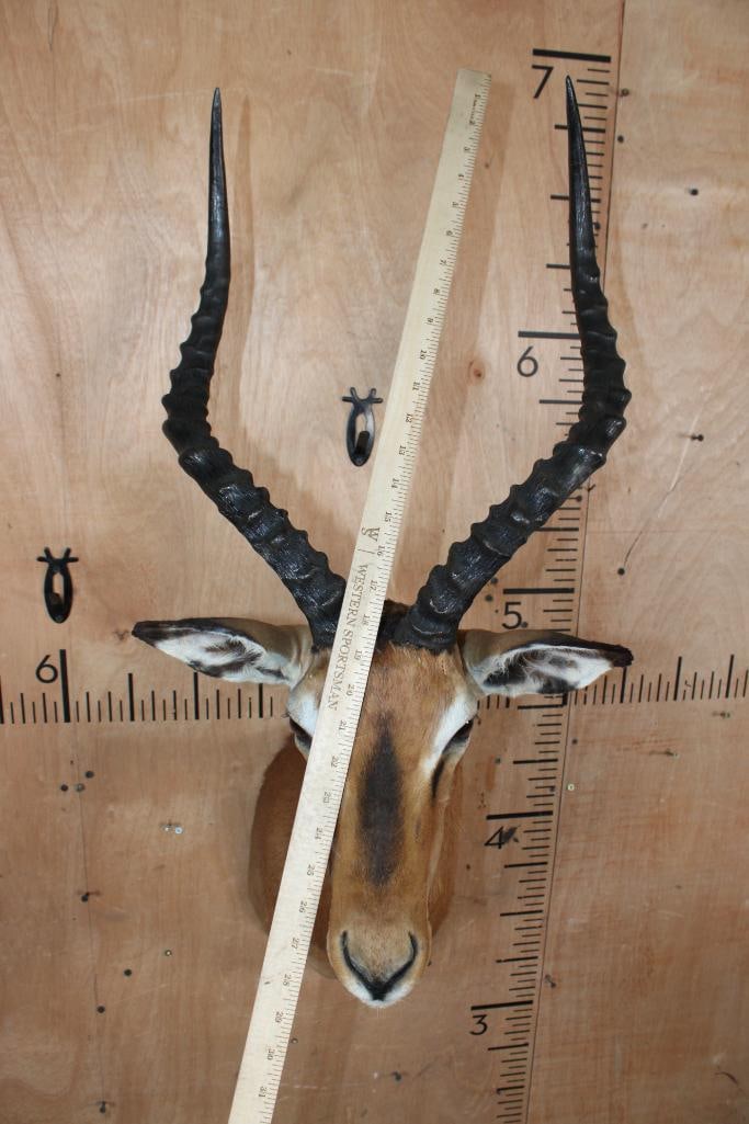IMPALA Shoulder Mount - 5