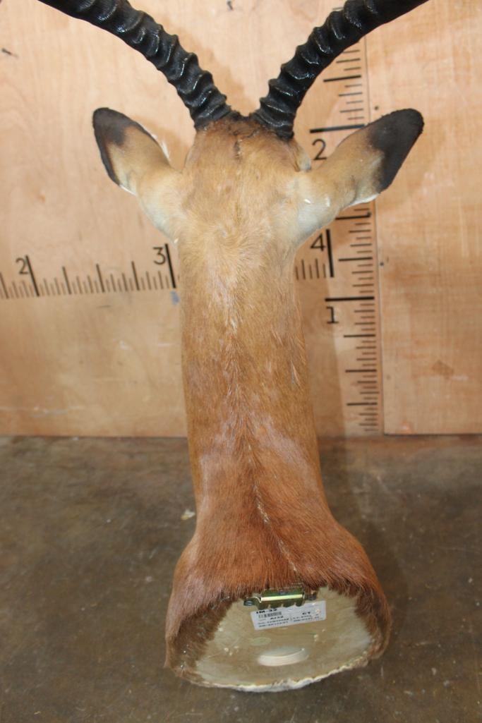 IMPALA Shoulder Mount - 6