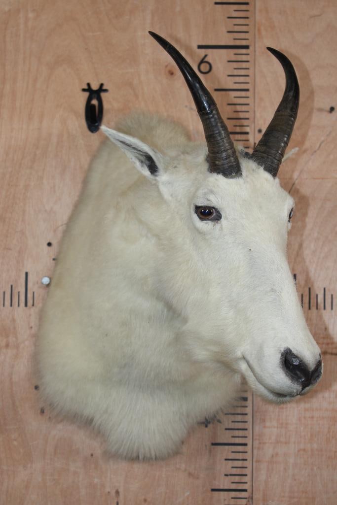 XL MOUNTAIN GOAT Shoulder Mount - 2