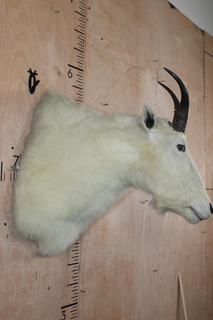 XL MOUNTAIN GOAT Shoulder Mount - 3