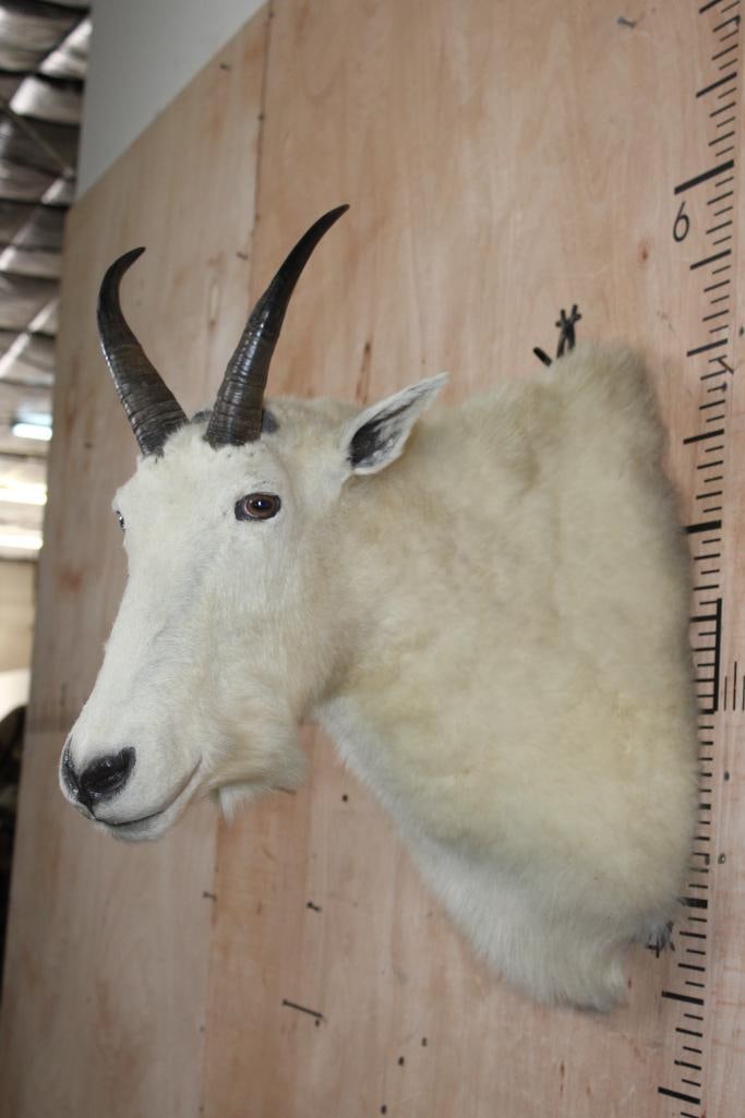 XL MOUNTAIN GOAT Shoulder Mount - 4
