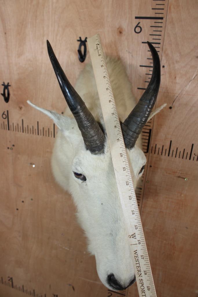 XL MOUNTAIN GOAT Shoulder Mount - 5