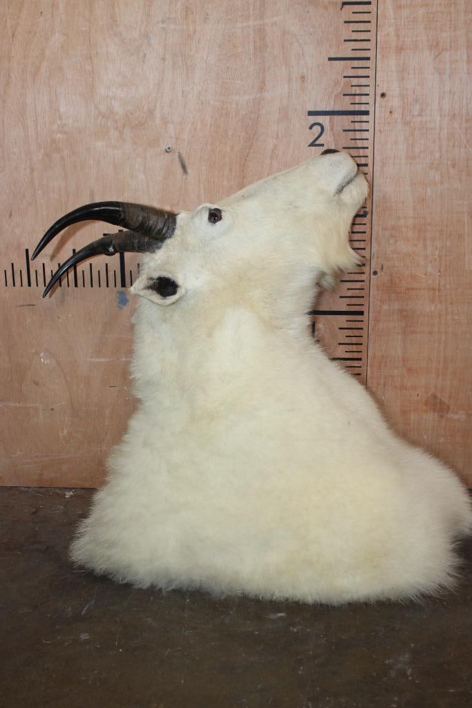 XL MOUNTAIN GOAT Shoulder Mount - 6