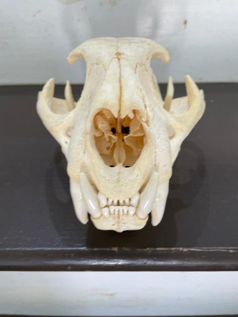 Huge MOUNTAIN LION or COUGAR Skull - 2
