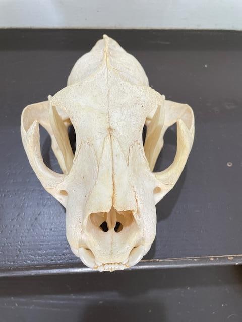 Huge MOUNTAIN LION or COUGAR Skull - 3