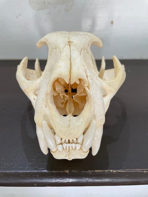Huge MOUNTAIN LION or COUGAR Skull - 4